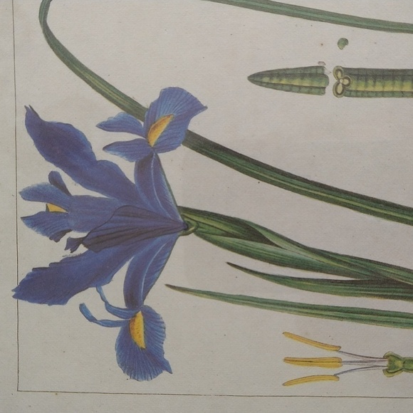 Rare antique vintage book plate botanic Iris xiphium gold frame blue - Picture 12 of 13